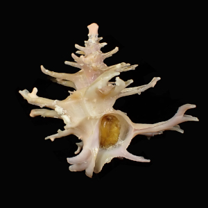 Babelomurex fruticosus