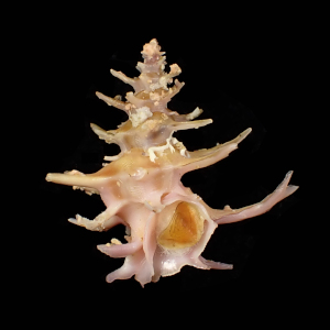 Babelomurex fruticosus