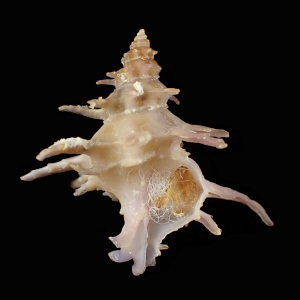 Babelomurex fruticosus
