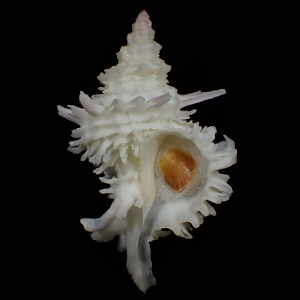 Babelomurex nakayasui