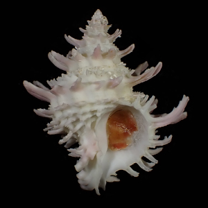 Babelomurex nakayasui