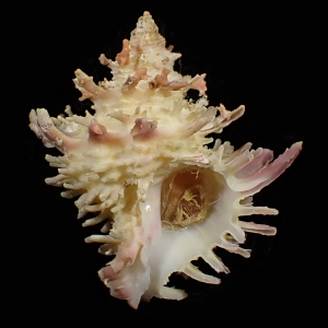 Babelomurex nakayasui
