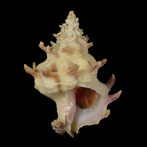Babelomurex gemmatus