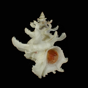 Babelomurex couturieri