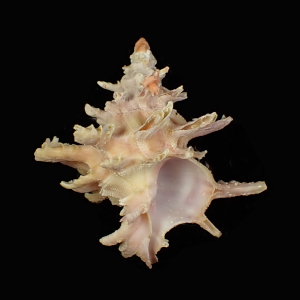 Babelomurex gemmatus