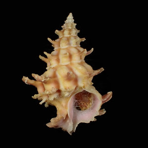 Babelomurex gemmatus