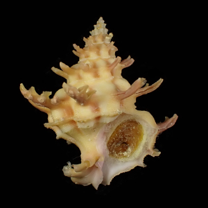 Babelomurex gemmatus