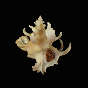 Babelomurex cristatus