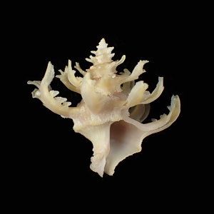 Babelomurex cristatus
