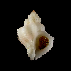 Coralliophila ahuiri