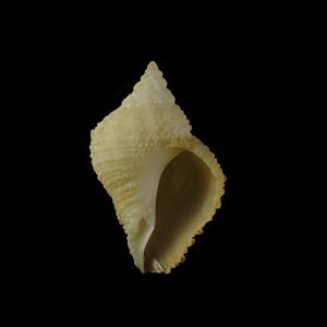 Coralliophila caroleae