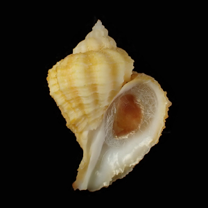 Coralliophila caroleae