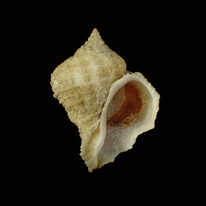 Coralliophila caroleae