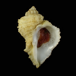 Coralliophila caroleae