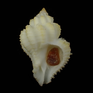 Cralliophila fritschi