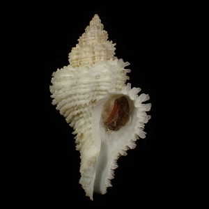 Hirtomurex kawamurai