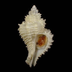 Hirtomurex kawamurai