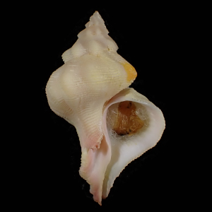 Mipus intermedius