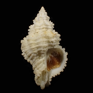 Hirtomurex longicauda