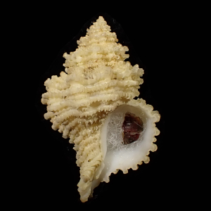 Hirtomurex longicauda