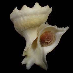 Latiaxis mawae