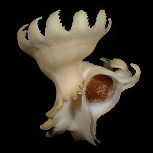 Latiaxis mawae