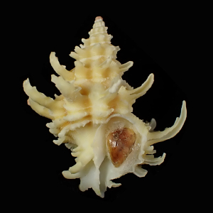 Babelomurex gemmatus