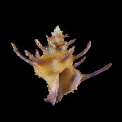 Babelomurex purpuraterminus