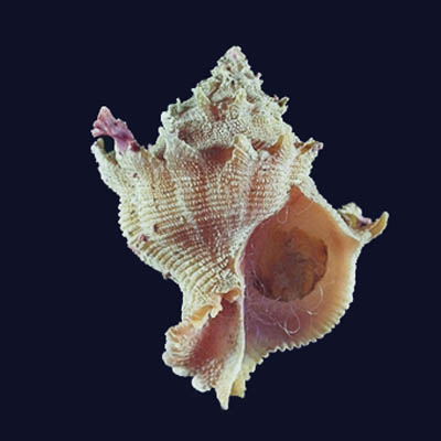 Babelomurex stenospinus