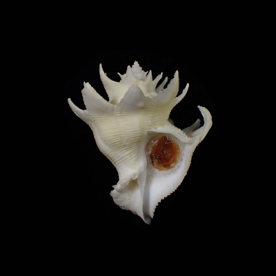 Babelomurex finchii