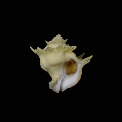 Babelomurex finchii