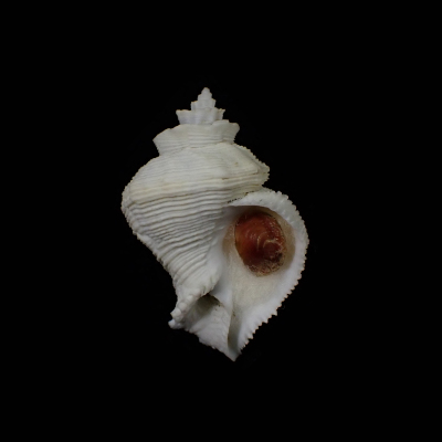 Babelomurex finchii