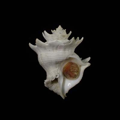 Babelomurex finchii