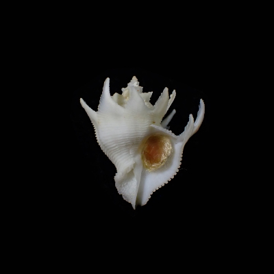 Babelomurex finchii