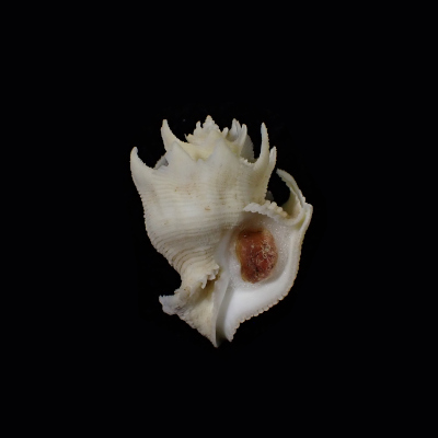 Babelomurex finchii