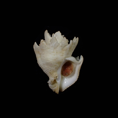 Babelomurex finchii