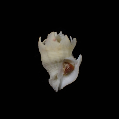 Babelomurex finchii