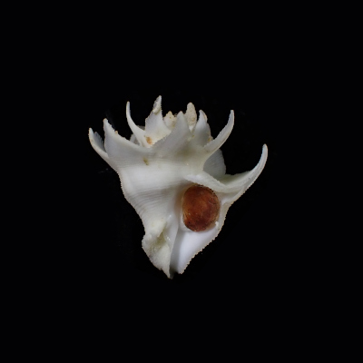 Babelomurex finchii