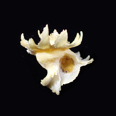 Babelomurex  hirasei