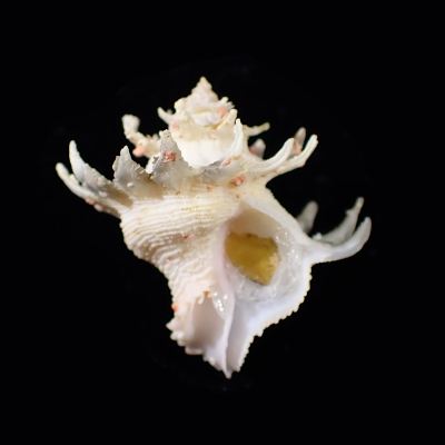 Babelomurex  hirasei