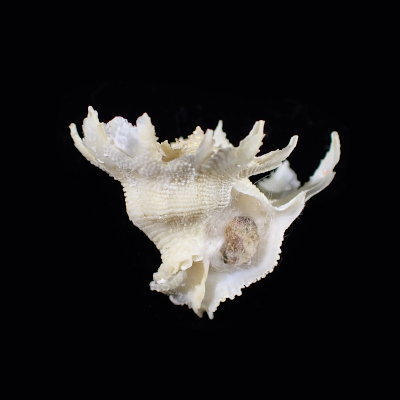 Babelomurex  hirasei