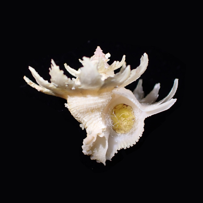 Babelomurex  hirasei