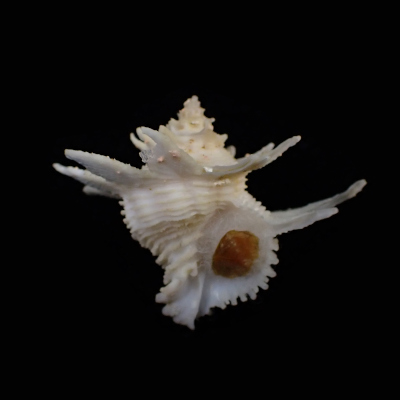 Babelomurex memimarumai