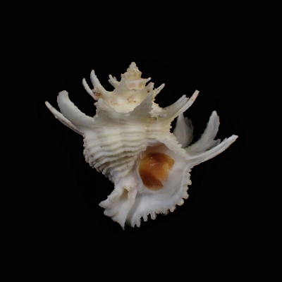 Babelomurex memimarumai