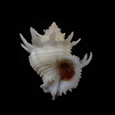 Babelomurex memimarumai