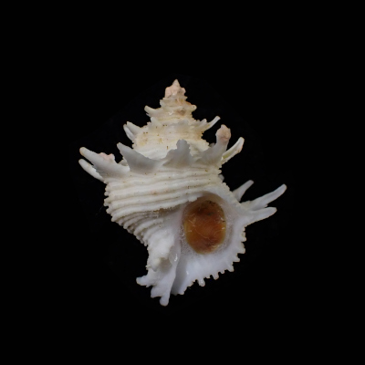 Babelomurex memimarumai