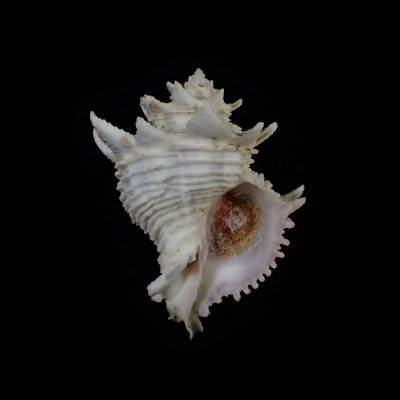 Babelomurex memimarumai