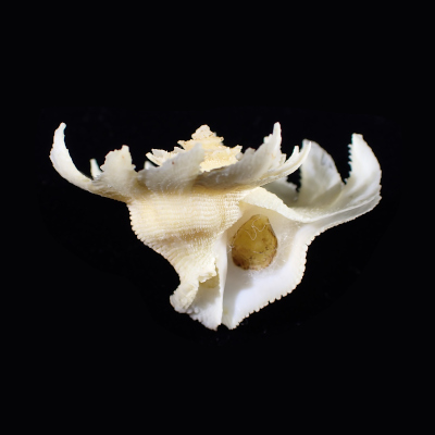 Babelomurex  hirasei