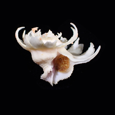 Babelomurex  hirasei