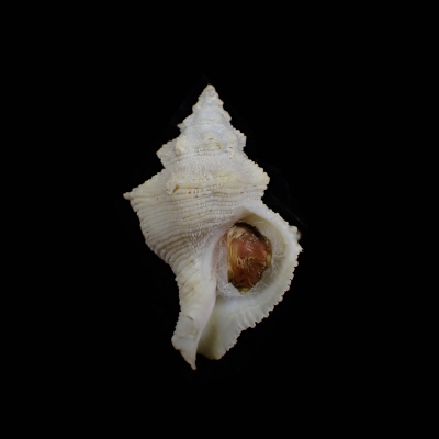 Babelomurex blowi